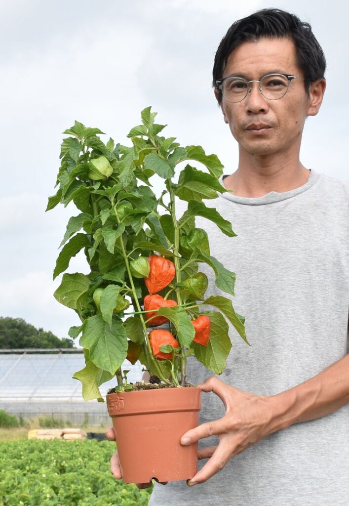 出荷準備が進められている鉢植えのホオズキ=古河市仁連