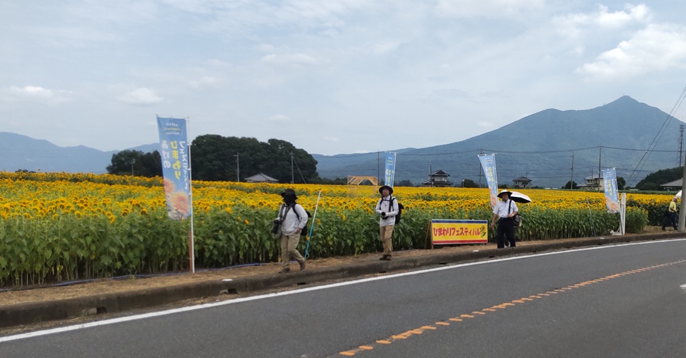 あけのひまわりフェスティバル会場＝筑西市倉持