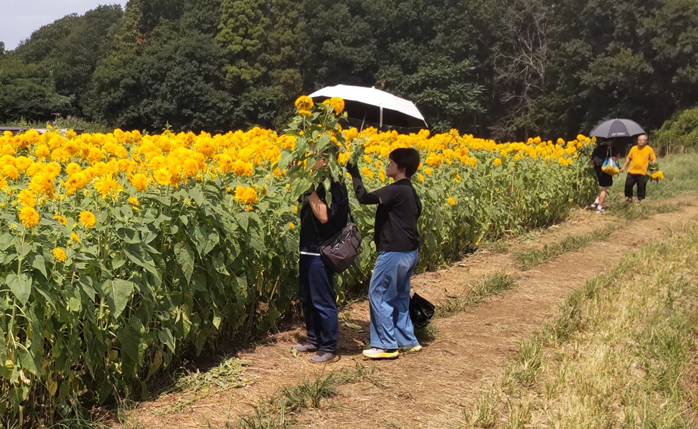 たくさんの人が切り花を楽しんでいました