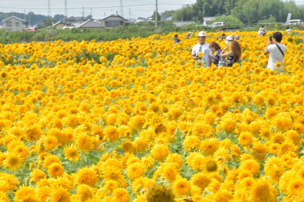 八重ヒマワリが一面に咲き乱れる様子は、黄色いじゅうたんのよう=2019年、筑西市宮山