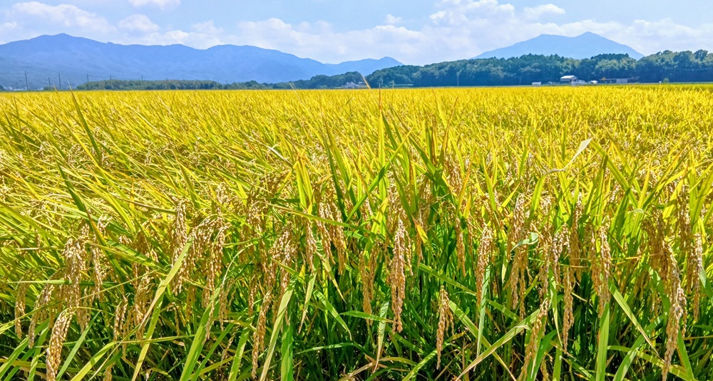 筑波連山を背景に黄金色に輝く稲穂の風景（9月上旬撮影）