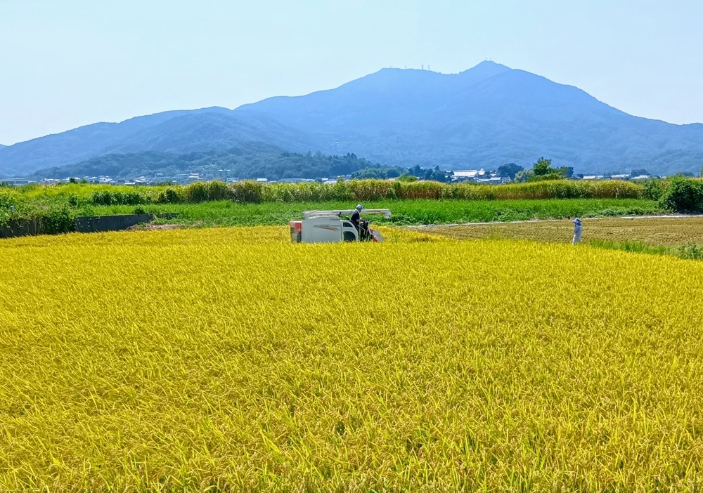 9月上旬、稲刈りが始まりました