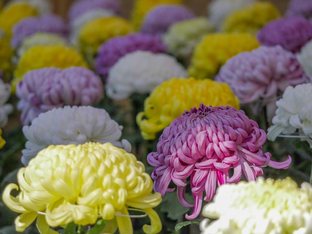 菊花（イメージ写真）