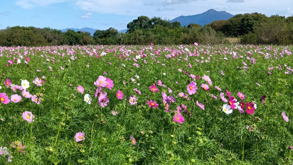 小貝川ふれあい公園のコスモス。遠くに筑波山を望むことができます=2025年10月23日、下妻市堀篭