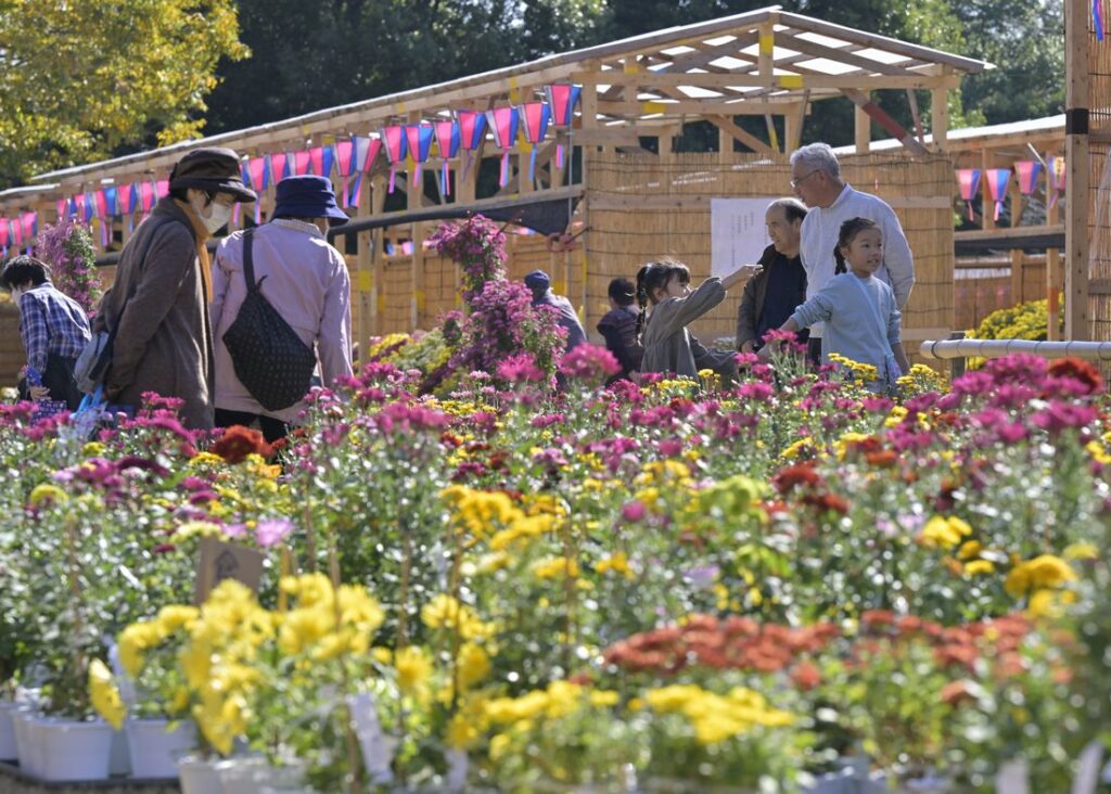 2024年の「古河菊まつり」＝同市駒場根