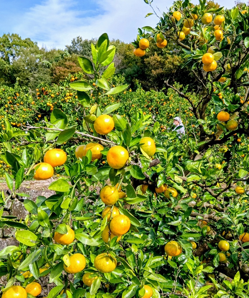 たわわに実ったミカン