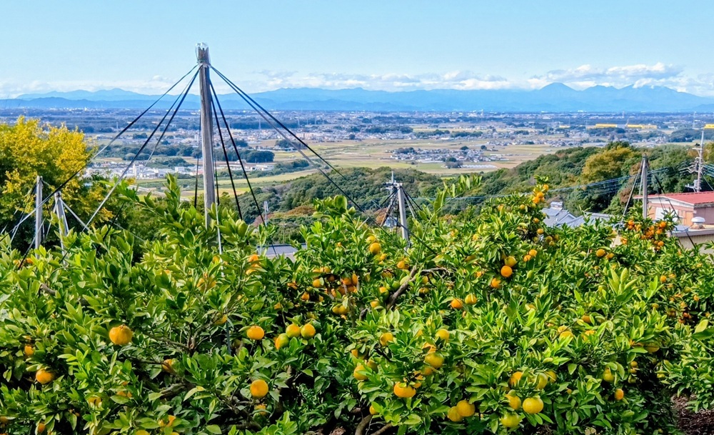 ミカン園は筑波山の中腹にあり、眺望が広がります