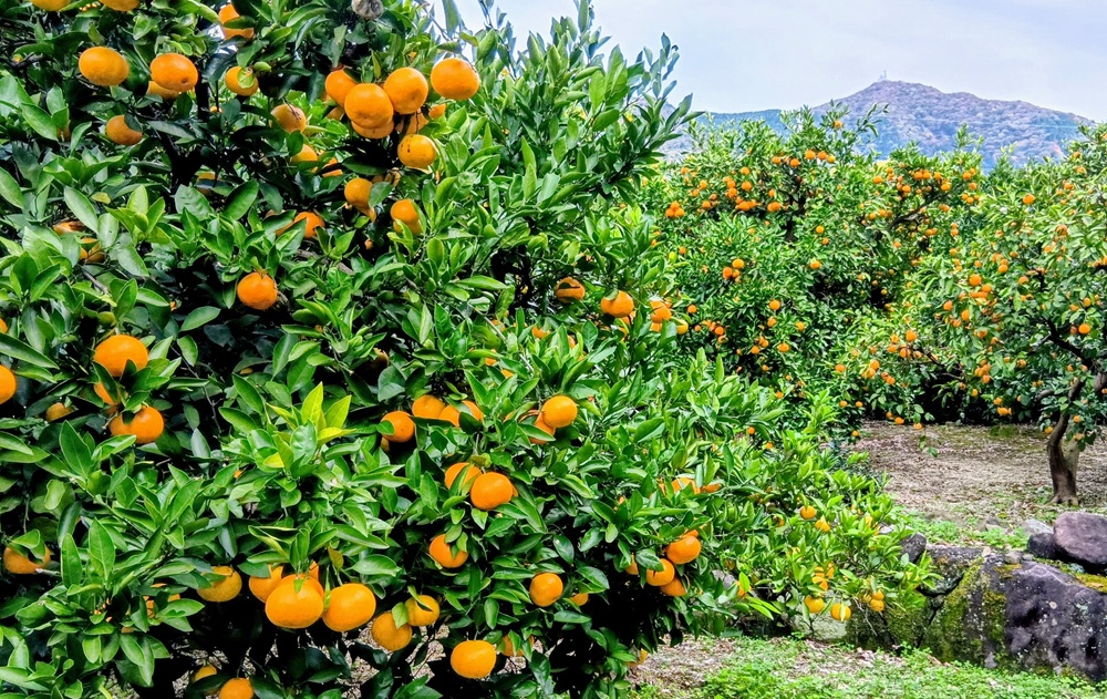 ミカン園から筑波山を望む