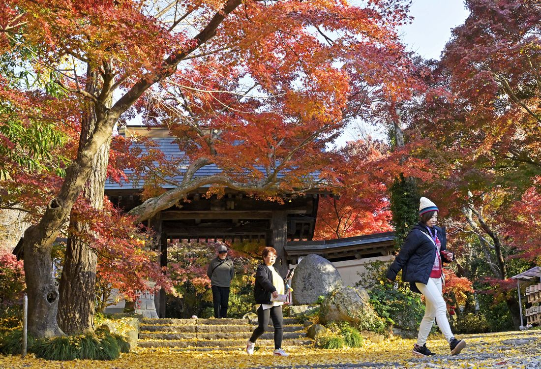 薬王寺の山門を赤く覆うモミジ＝2025年11月19日午後、桜川市青木