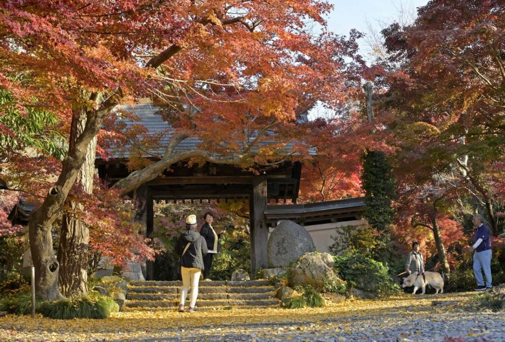 薬王寺の山門を赤く覆うモミジ＝2025年11月19日午後、桜川市青木