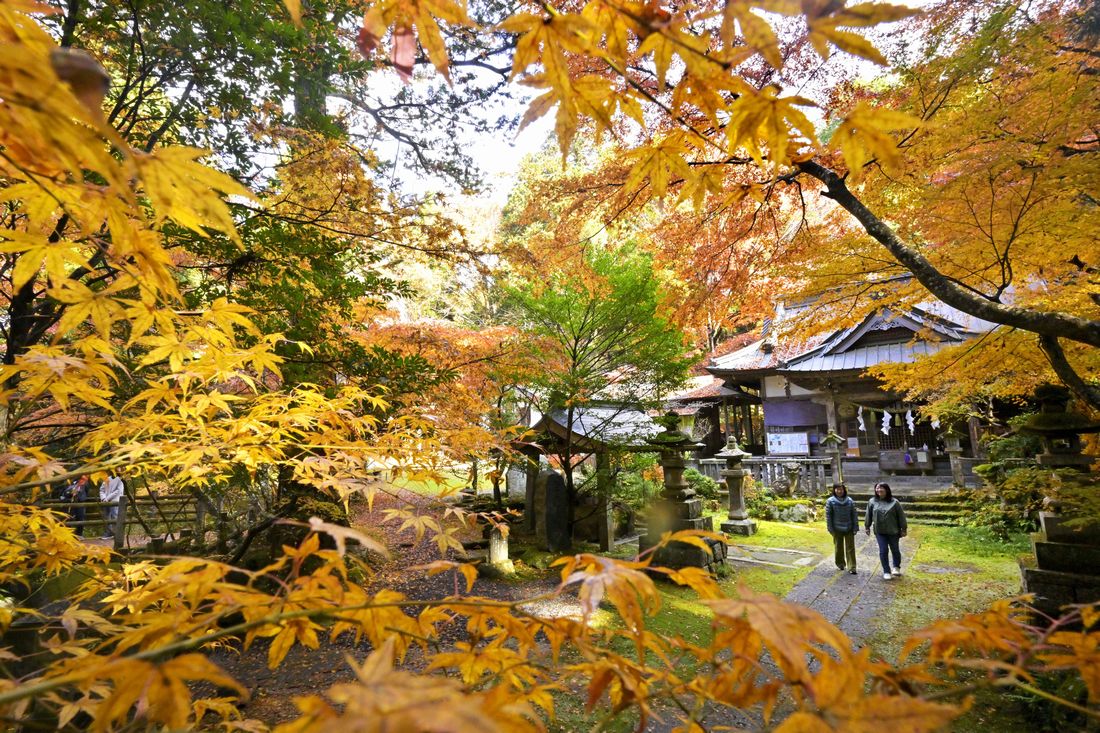 【写真説明】 五所駒瀧神社の境内を彩る紅葉＝2025年11月26日午前、桜川市真壁町山尾