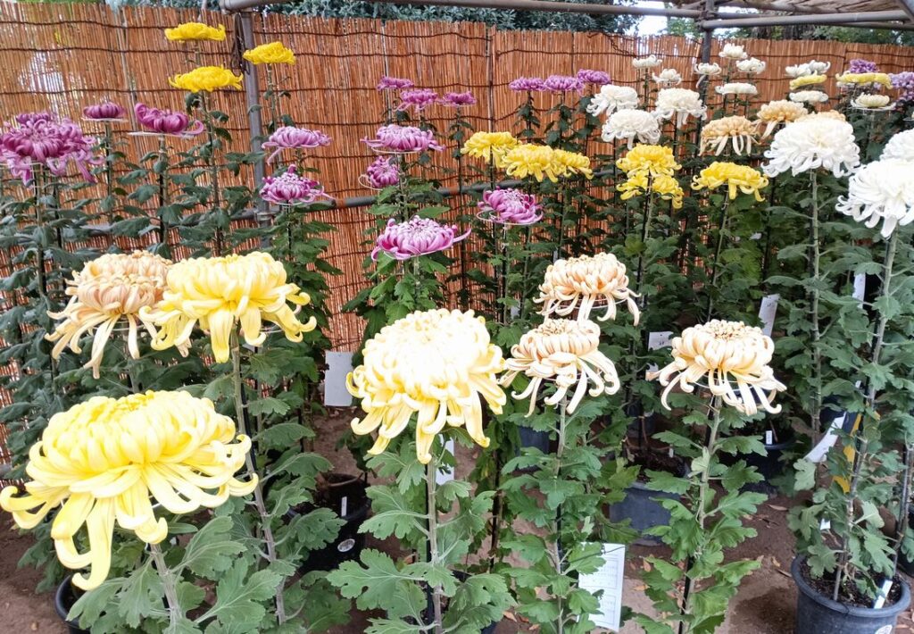 展示されている菊＝下妻市大宝