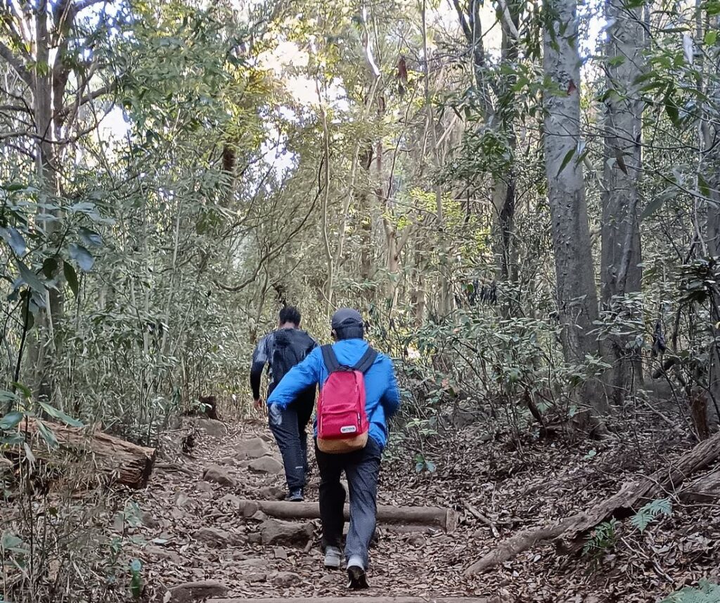 木漏れ日の差す森の中を進んでいきます