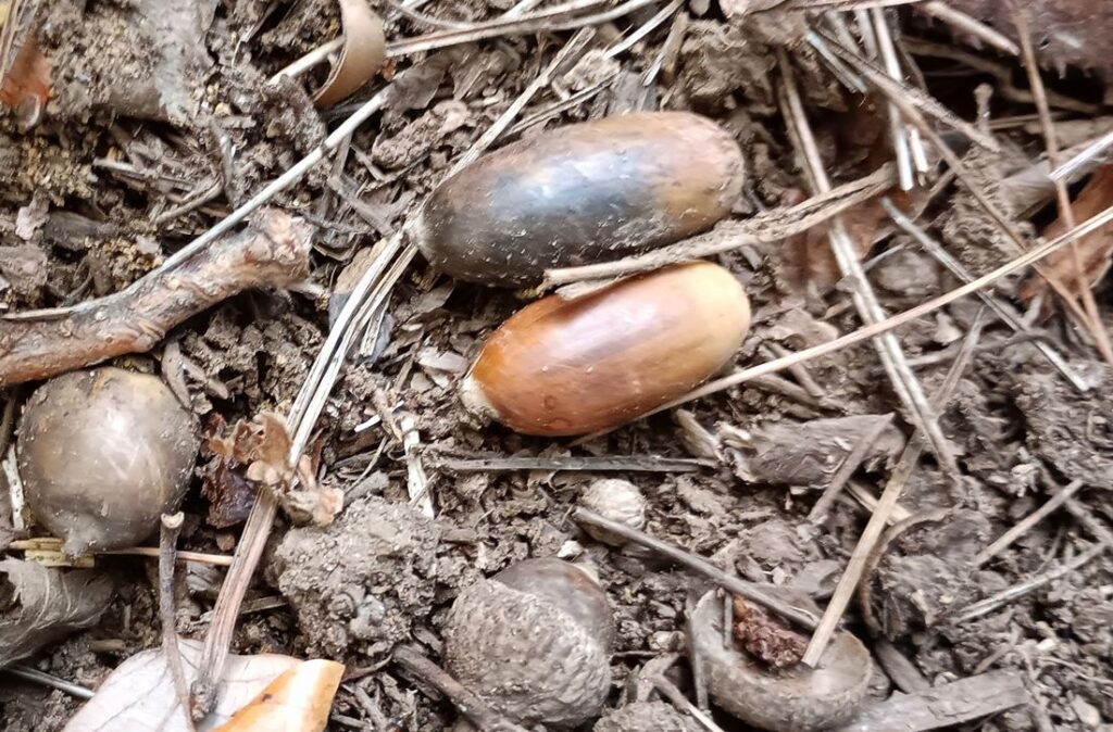 所々に落ちているドングリ