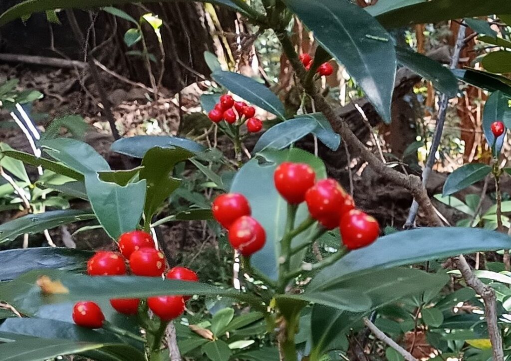 赤い実をつけたミヤマシキミ。葉は有毒です
