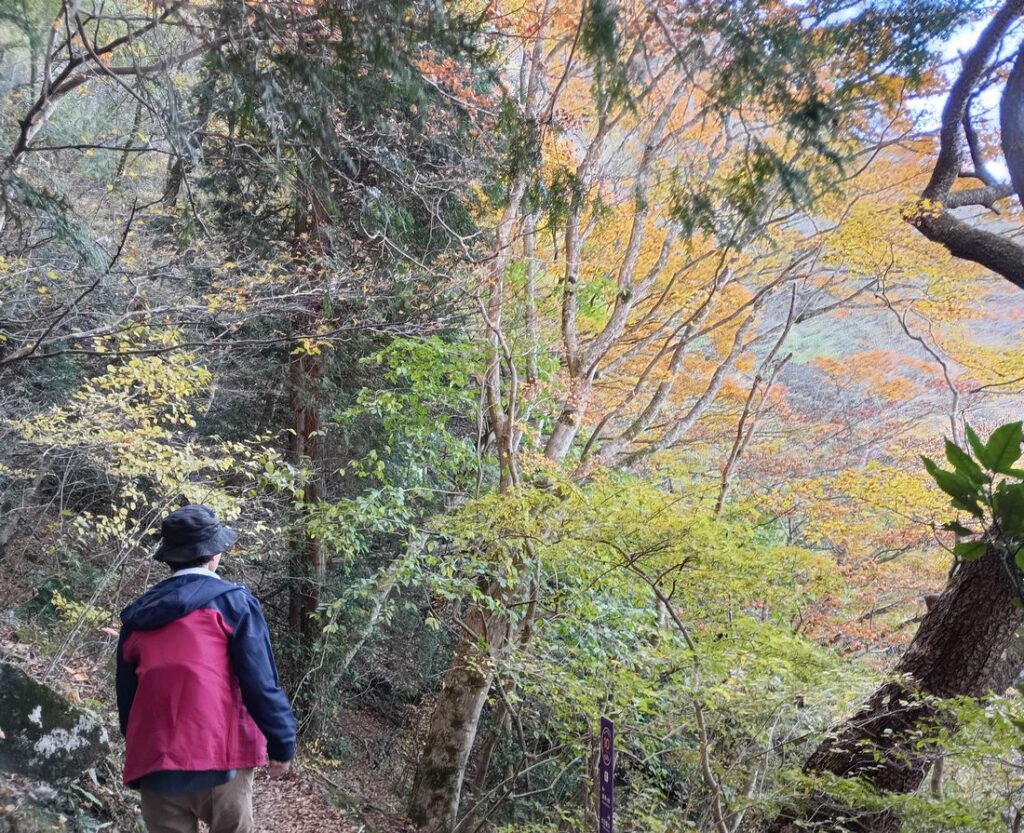 紅葉の筑波山自然研究路を歩きます