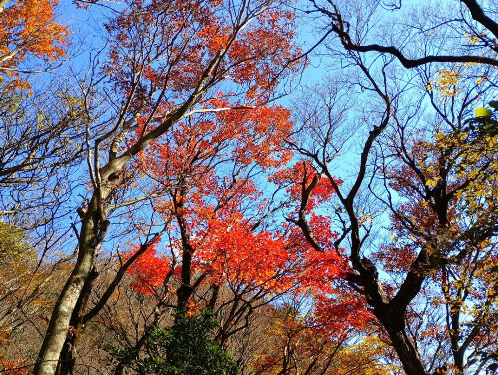 青空と紅葉