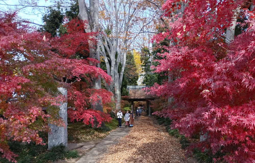 最勝寺の参道=筑西市下平塚