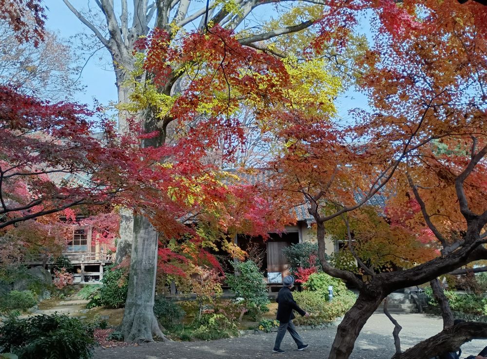 最勝寺本堂前で葉が赤や黄に色付いた木々=筑西市下平塚