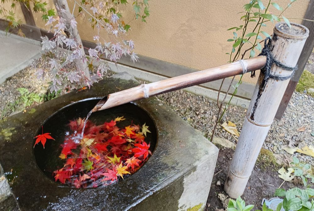 水に浮かぶモミジの葉=筑西市下平塚