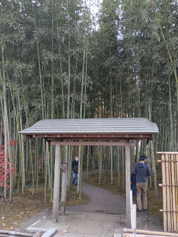 最勝寺の北側にある竹林=筑西市下平塚