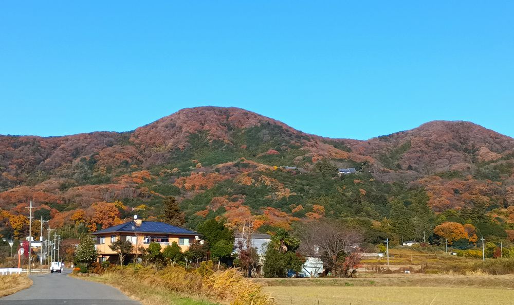 鮮やかな色に染まる雨引山。中腹に雨引観音の伽藍がある=桜川市内から