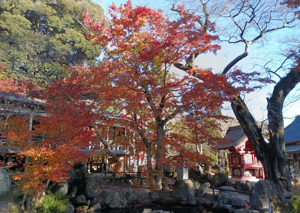 雨引観音境内の紅葉=桜川市本木
