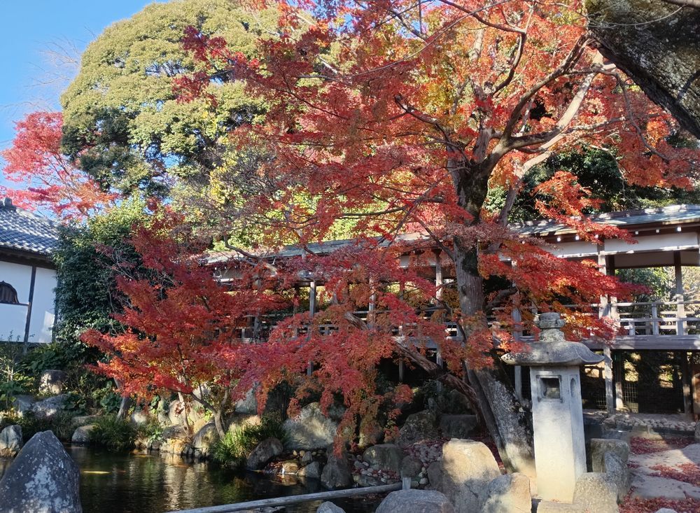 雨引観音境内の紅葉=桜川市本木