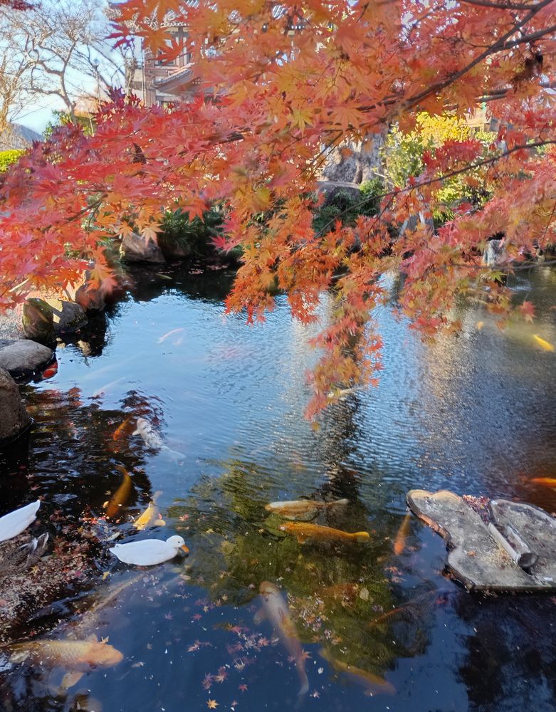 境内の池ではコイが泳ぎ、アヒルが羽を休めていました=桜川市本木