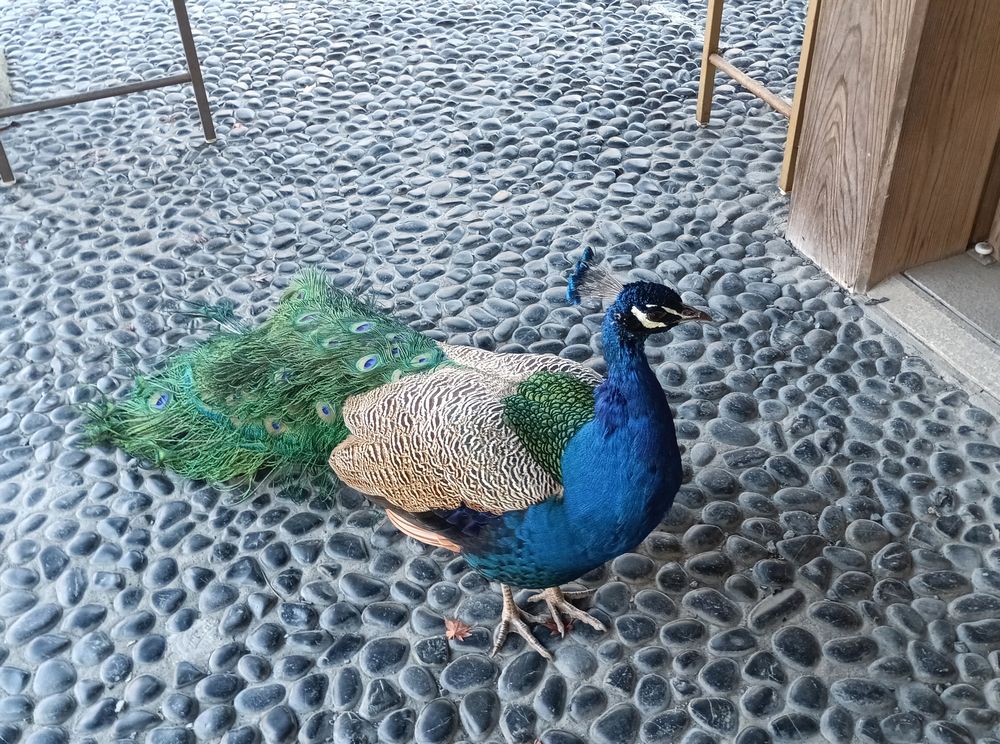 雨引観音境内で放し飼いされているクジャク=桜川市本木