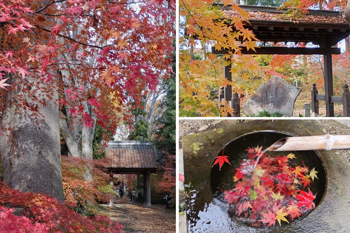 最勝寺の紅葉＝筑西市下平塚