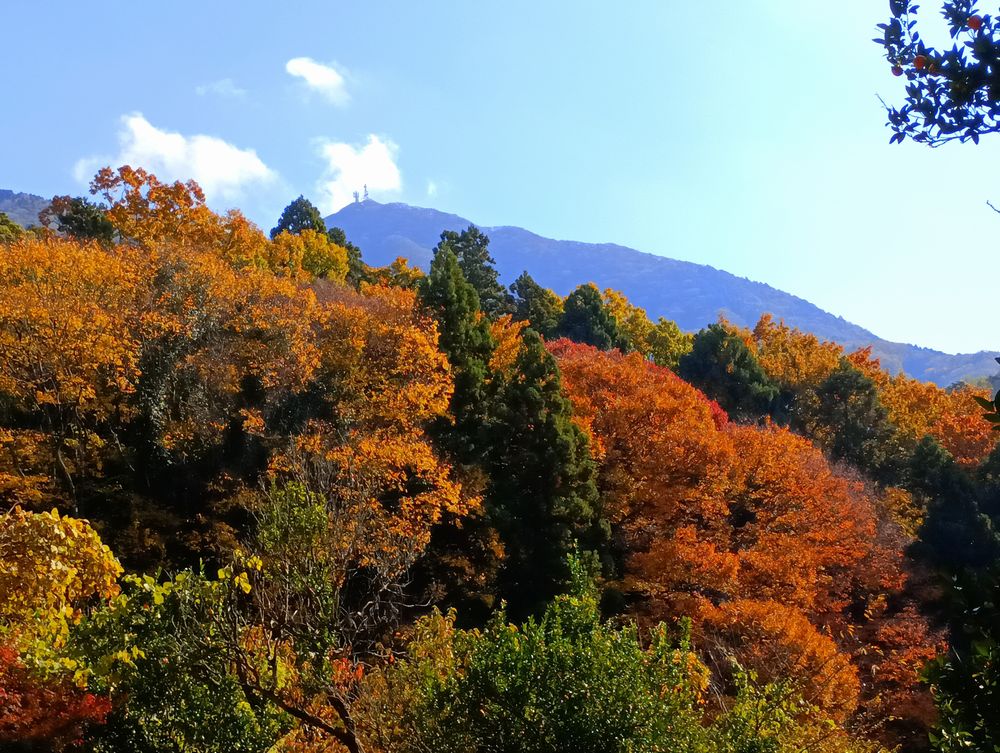 薬王院から筑波山(男体山、奥)を望む。手間の紅葉が鮮やか=桜川市椎尾