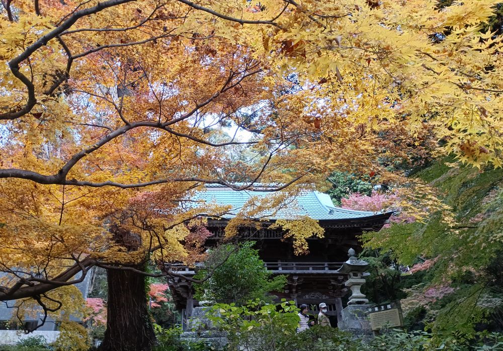 薬王院山門周辺の紅葉=桜川市椎尾