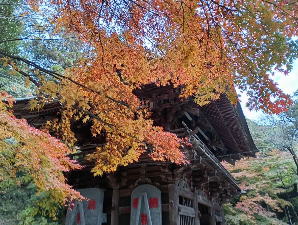 薬王院山門周辺の紅葉=桜川市椎尾