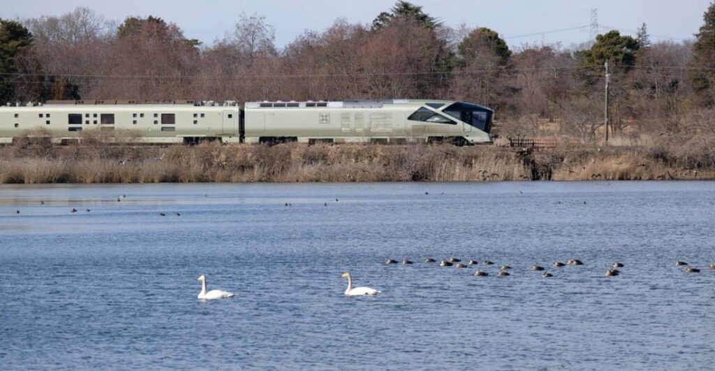 オオハクチョウが越冬する大池のそばを走る四季島＝2026年1月24日撮影