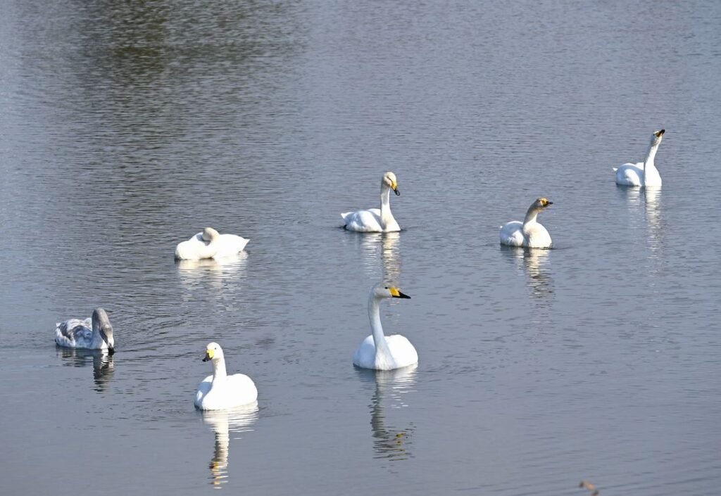 オオハクチョウのグループ＝桜川市大国玉