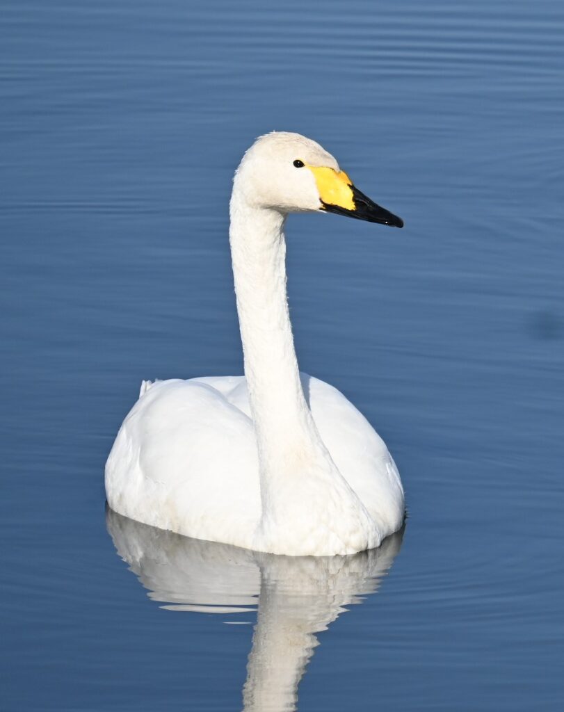 オオハクチョウはコハクチョウより一回り大きく、くちばしの黄色の部分も大きい