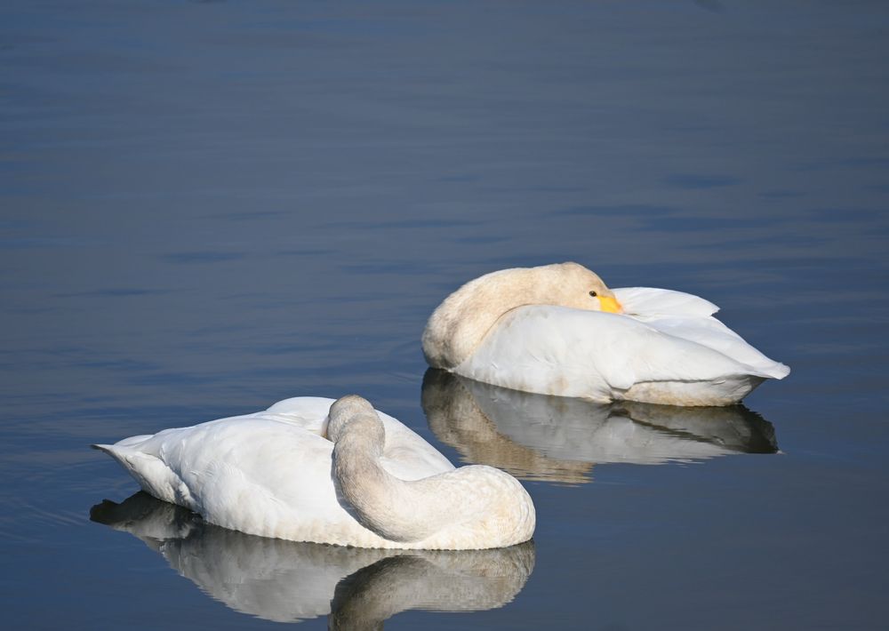 休憩中？のハクチョウ