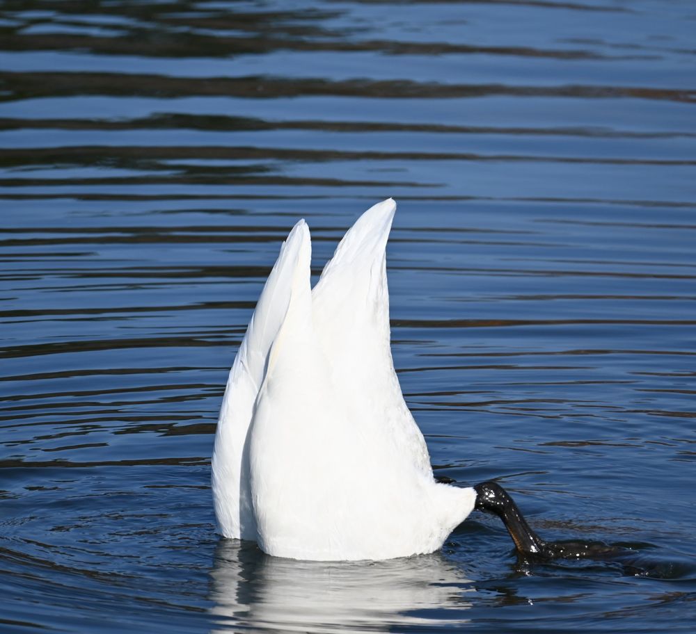 頭から潜って餌を探すハクチョウ。何となくユーモラスです＝桜川市大国玉