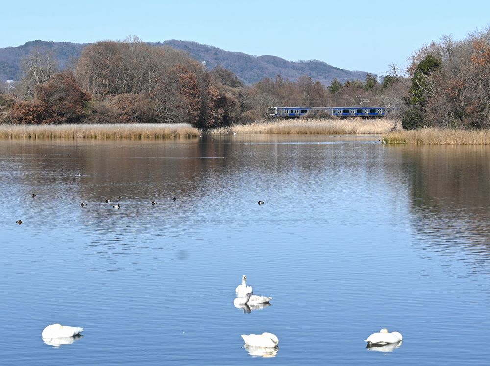 大池の北側をJR水戸線が通ります