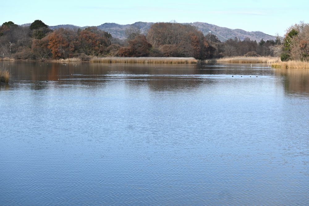 ガンカモ類の越冬地になっている大池＝桜川市大国玉