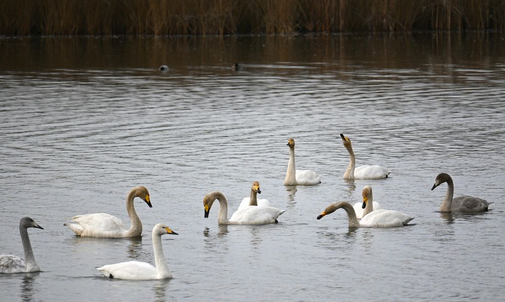 グレーがかった羽色は幼鳥、若鳥です＝桜川市大国玉