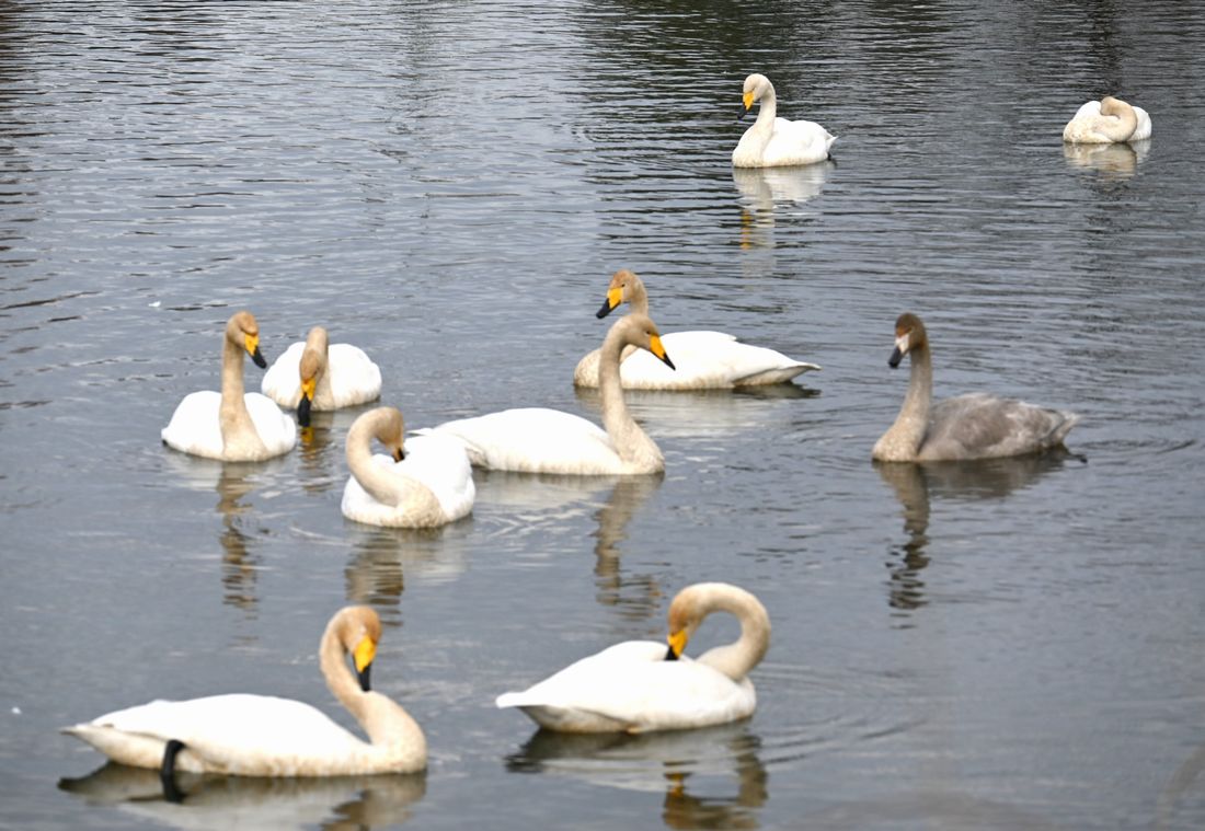 桜川市大国玉の大池で越冬しているオオハクチョウ（2025年12月19日撮影）