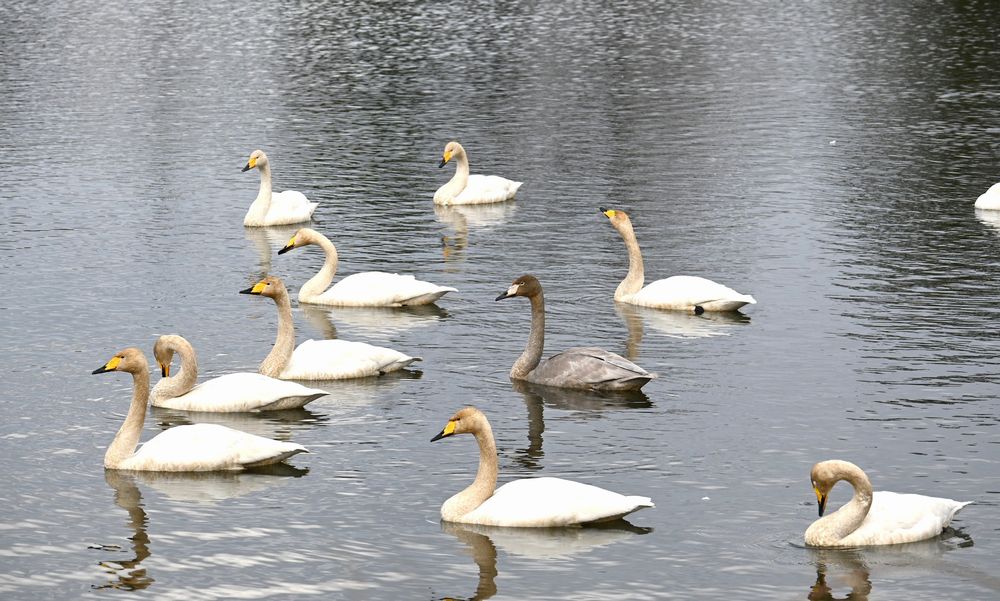飛来してきたハクチョウの群れ＝桜川市大国玉