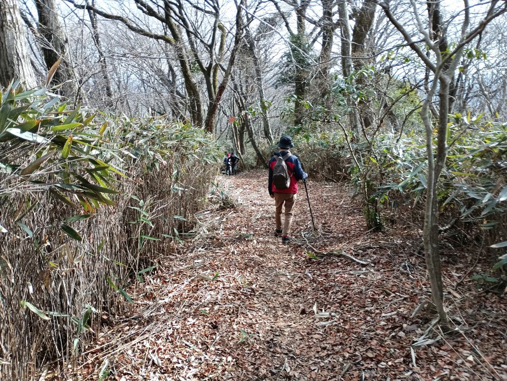 クマザサの生い茂る道を軽快に歩いていきます