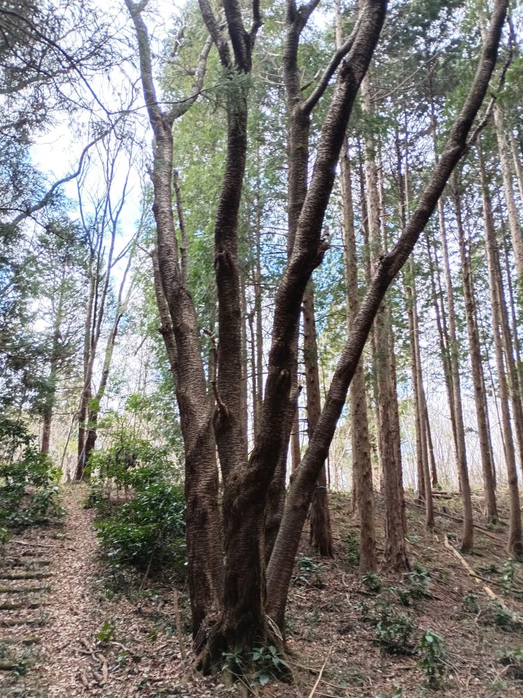 仏頂山山頂近くのヤマザクラ
