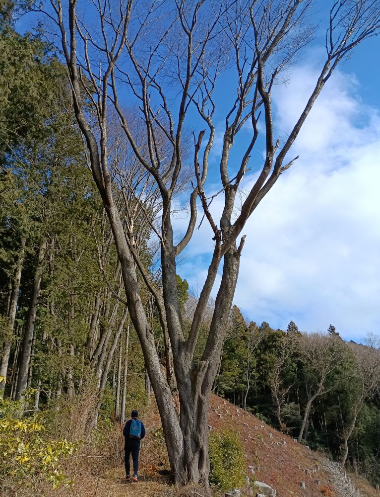 仏頂山山頂下のヤマザクラ