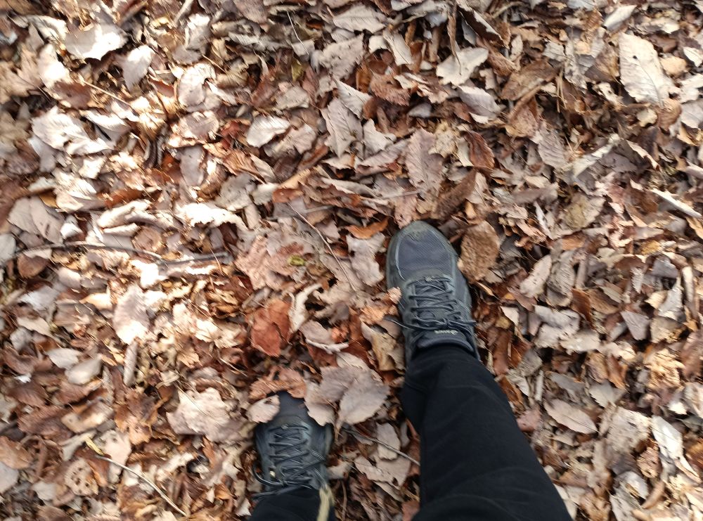 落ち葉のじゅうたんの上を歩きます