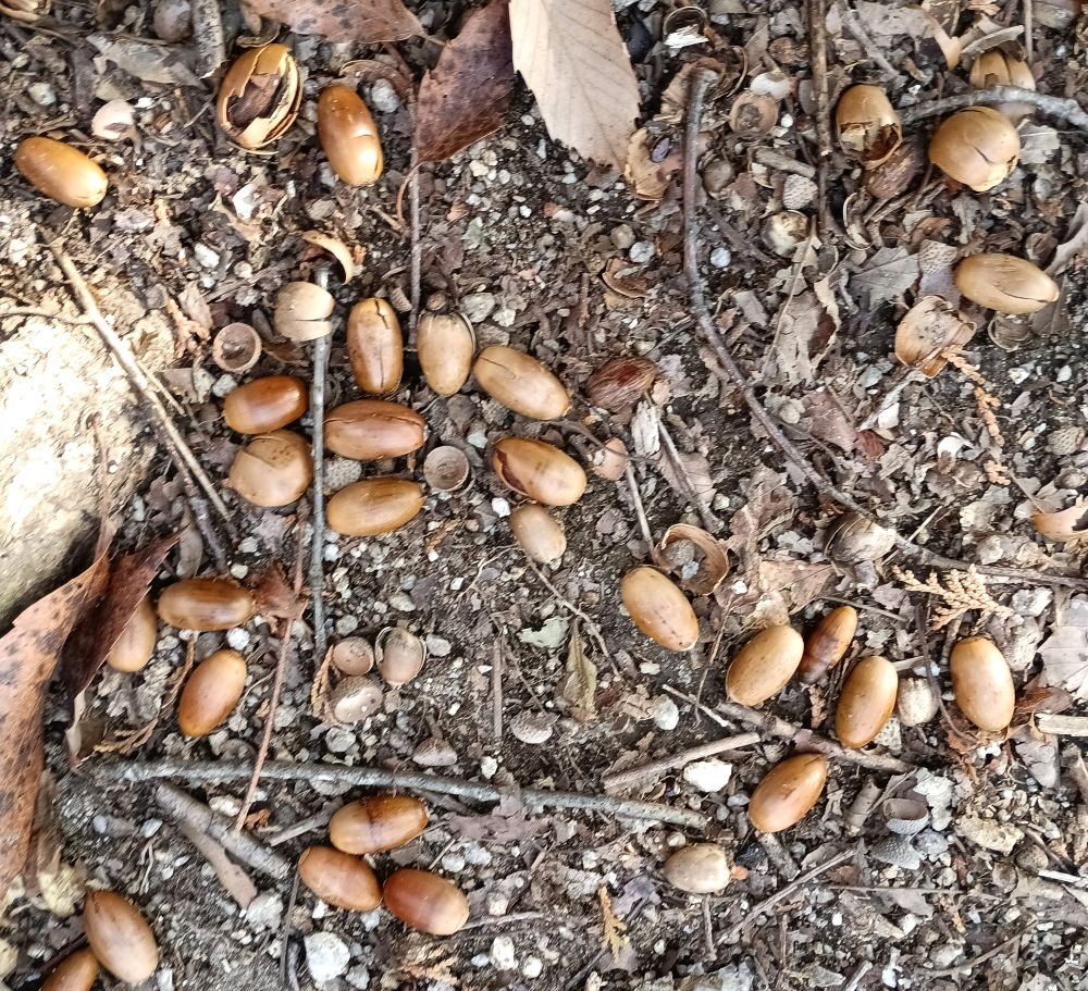 たくさん落ちているドングリ