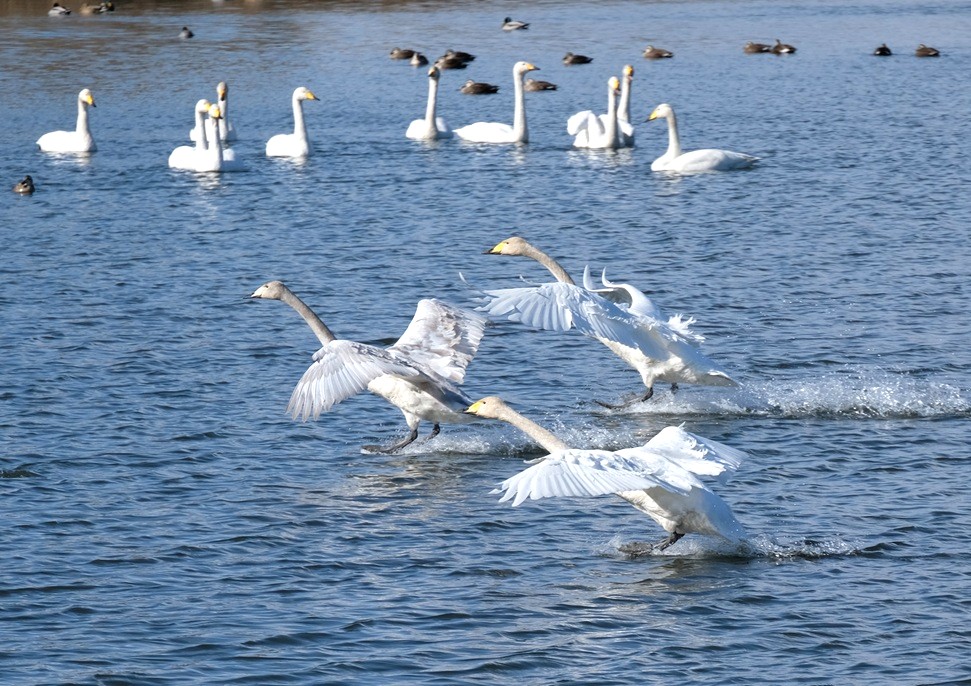 大池に着水するオオハクチョウ＝2026年1月24日、桜川市大国玉、とりぷれライター小波来さん撮影